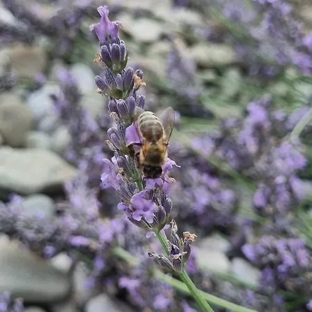 Camping Under The Walnut In Your Own Tent On A Shared Lot And Shared Bathroom Ljubljana
