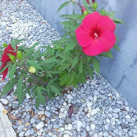 Camping Under The Walnut In Your Own Tent On A Shared Lot And Shared Bathroom * Ljubljana