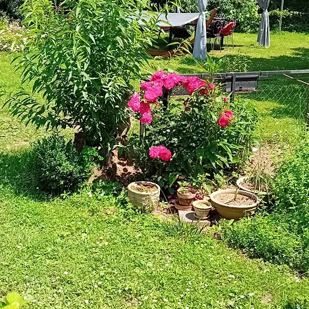 Campsite Camping Under The Walnut In Your Own Tent On A Shared Lot And Shared Bathroom