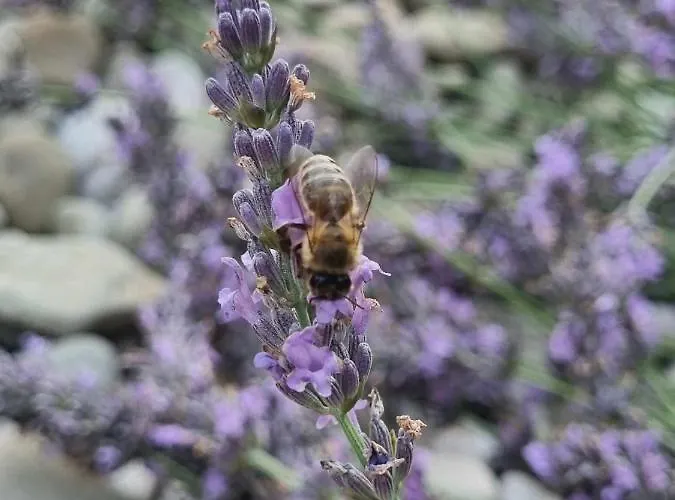 Camping Under The Walnut In Your Own Tent On A Shared Lot And Shared Bathroom לובליאנה