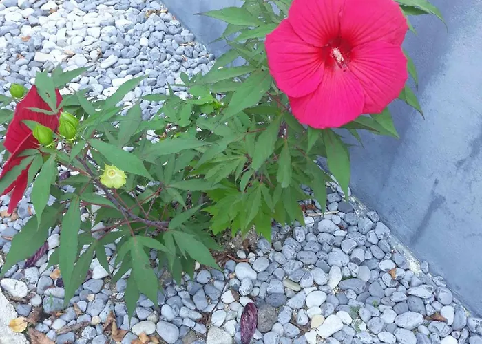 Camping Under The Walnut In Your Own Tent On A Shared Lot And Shared Bathroom * Lublaň